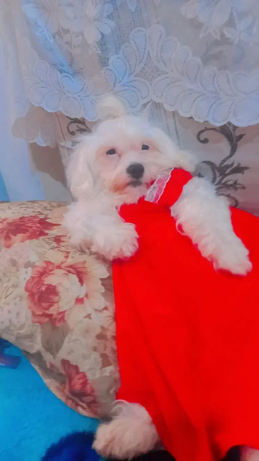 سگ پاکوتاه شیتزو ماده۱سالونیمه|سگ|خاوران, |دیوار