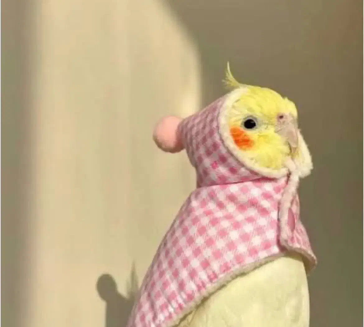 عروس هلندی|پرنده|اراک, |دیوار