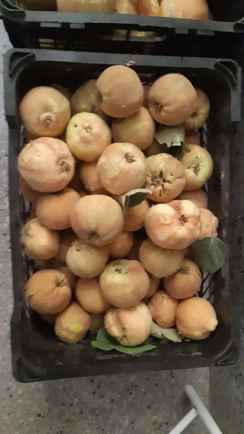میوه به|خوردنی و آشامیدنی|قم, آزادگان|دیوار