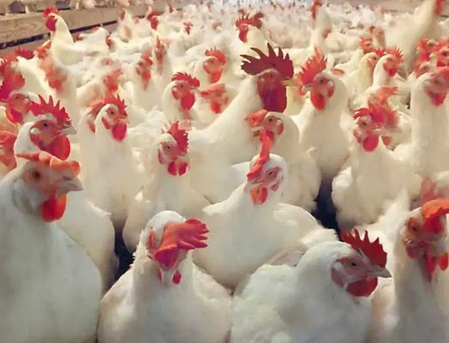 مرغ سفید|حیوانات مزرعه|قزوین, |دیوار