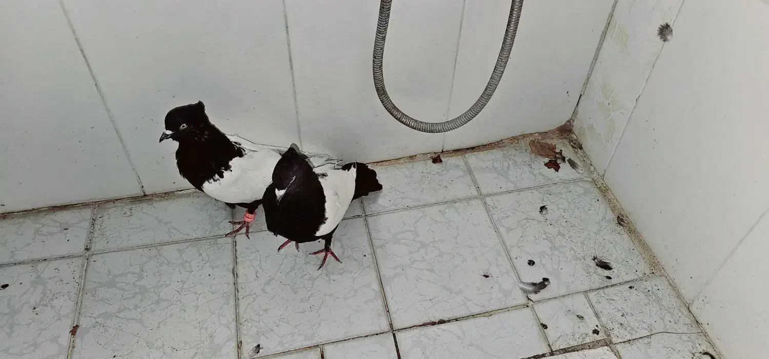 نرو ماده سینه سیاه|پرنده|گلباف, |دیوار