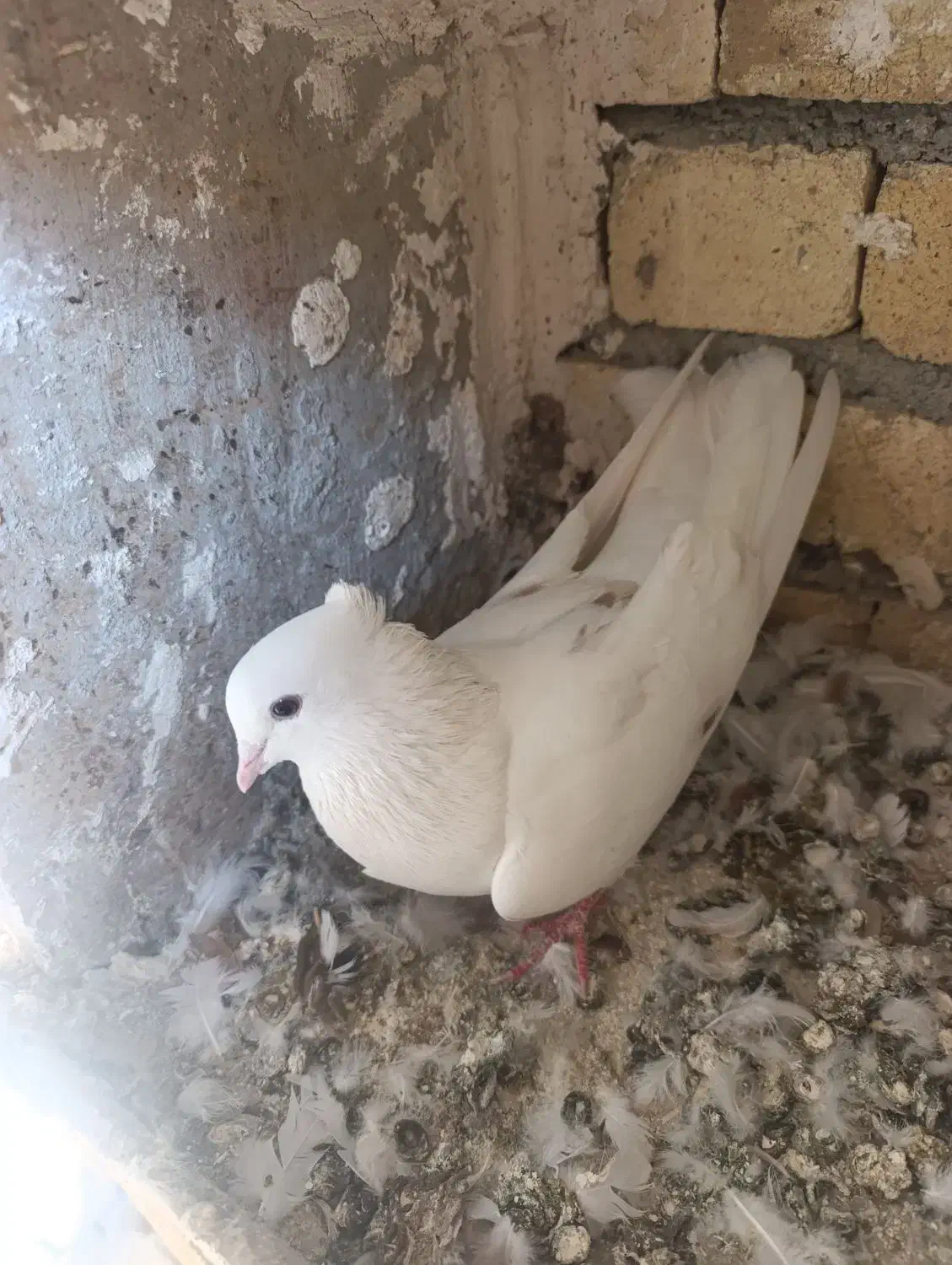 نر کمخال کفتر|پرنده|بروجرد, |دیوار