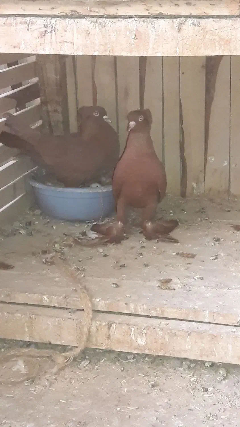 کفترراعبی|پرنده|قم, کاسه گران|دیوار