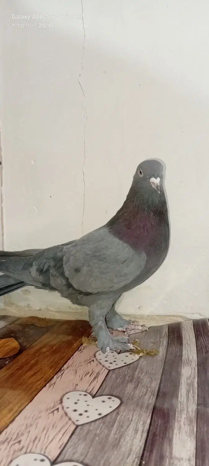 کبوتر نر اهنی فروشی|پرنده|کیار, |دیوار