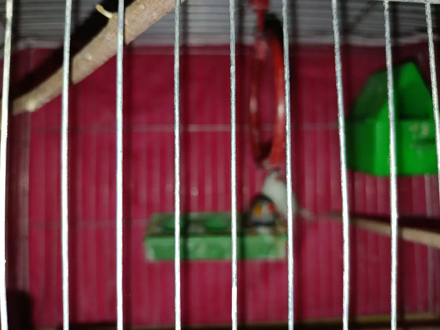 یک جفت فنچ تخم گذار|پرنده|بروجن, |دیوار