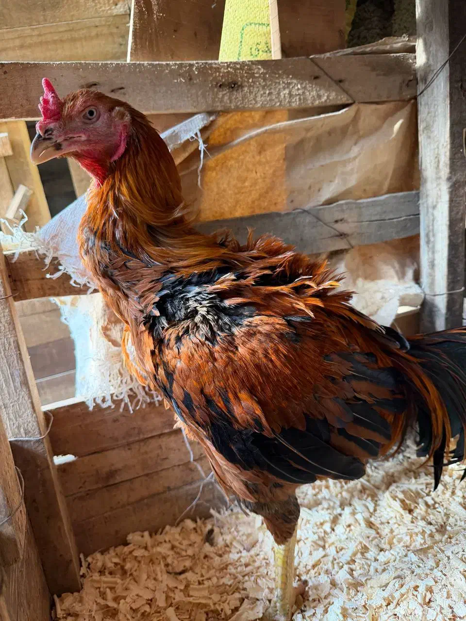 خروس لاری|حیوانات مزرعه|رامیان, |دیوار