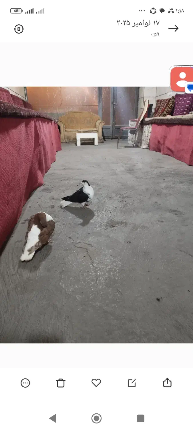 کبوتر رنگی نقش|پرنده|میانه, |دیوار