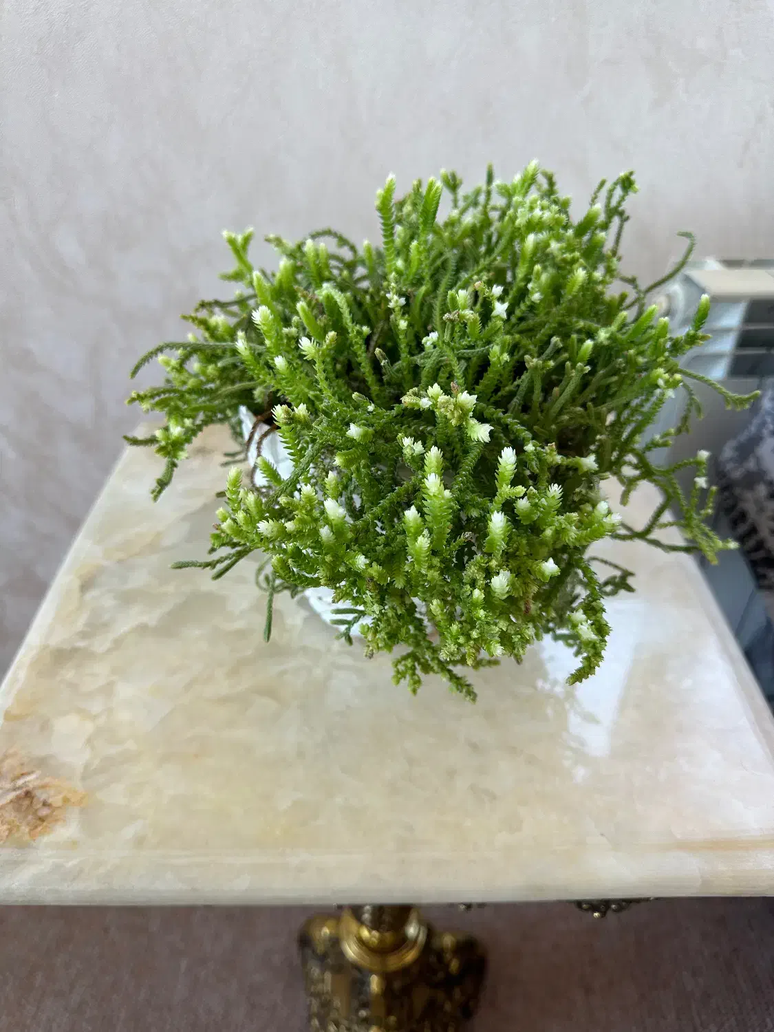 گل های طبیعی|گل و گیاه طبیعی|ابهر, |دیوار