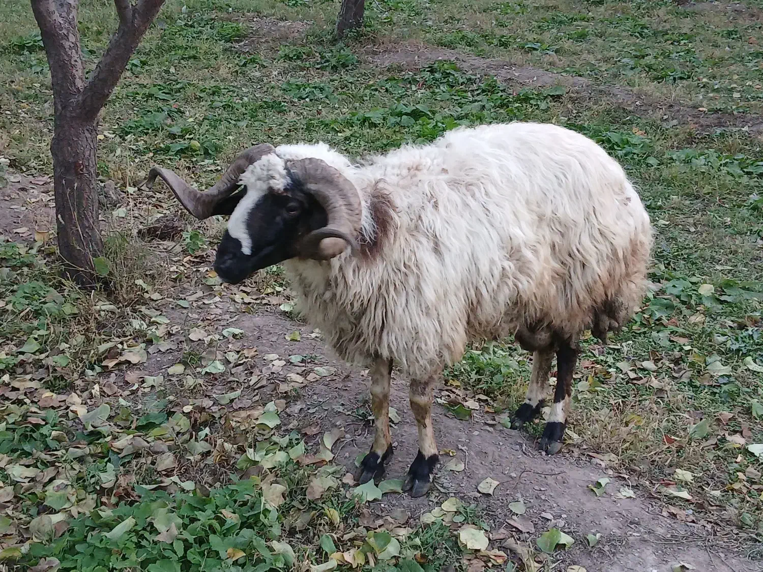 گوسفند|حیوانات مزرعه|فیرورق, |دیوار