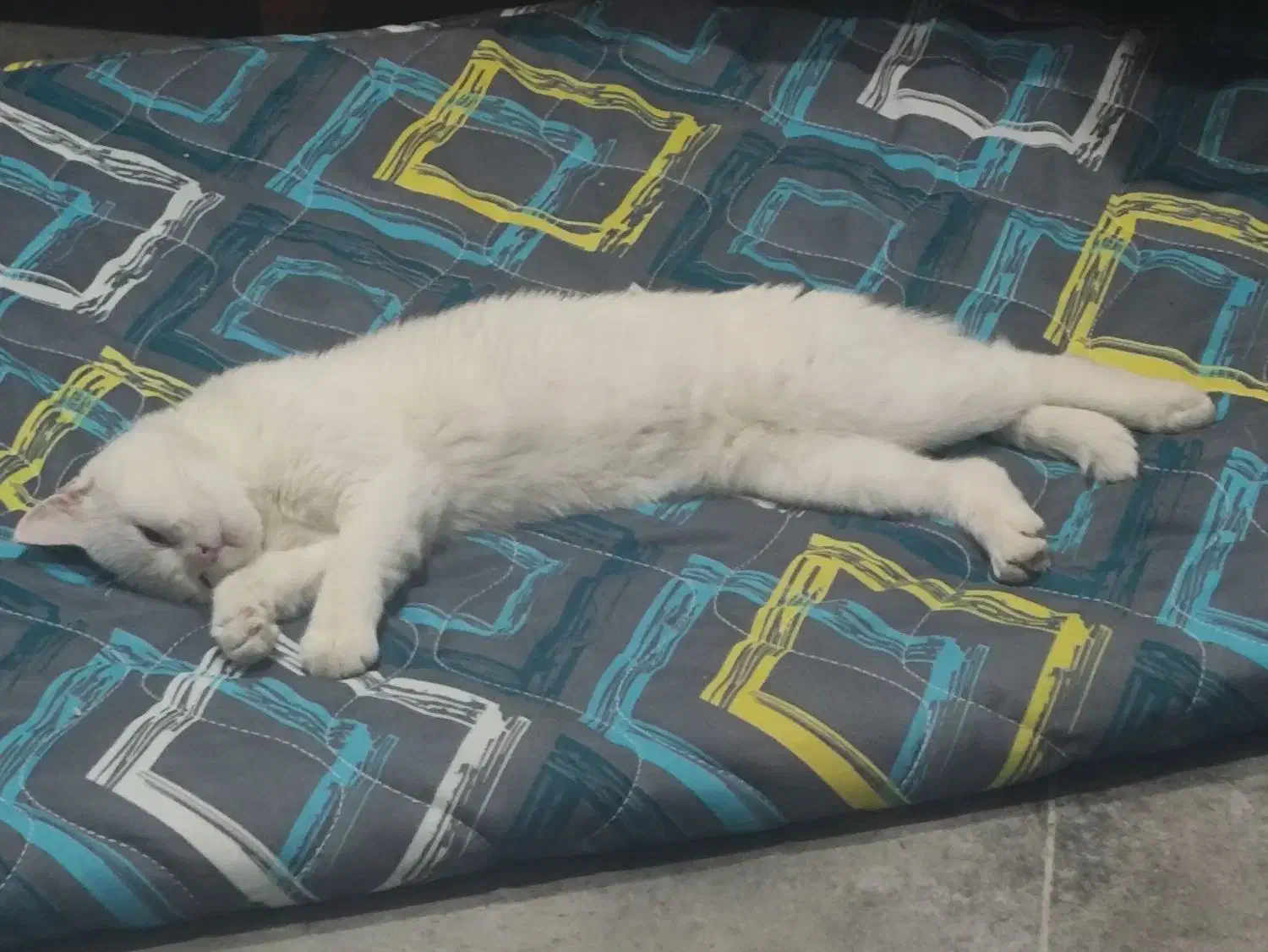 گربه بریتیش ۶ میلیون|گربه|ارومیه, |دیوار