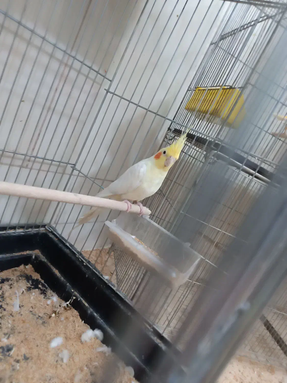 فروش عروس هلندی مرغ عشق کوتوله|پرنده|خمینیشهر, |دیوار