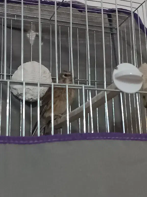 سینهسرخوگلبسر|پرنده|بافت, |دیوار