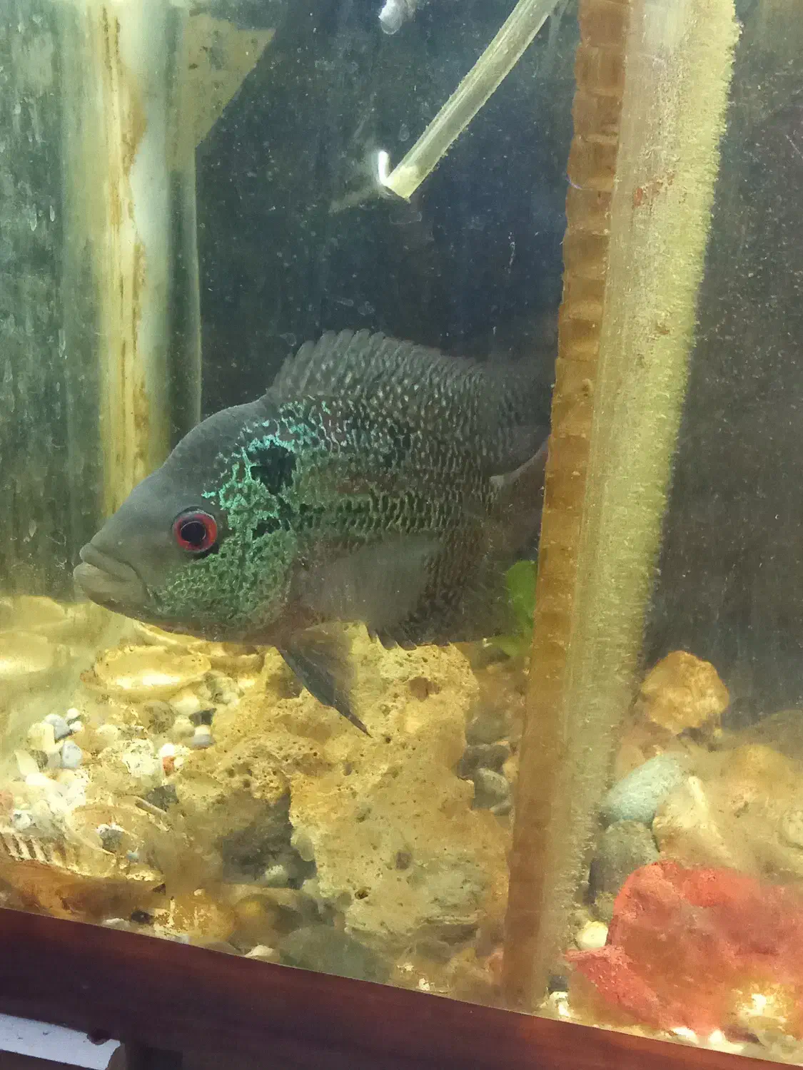 یک عدد فلاور زیبا|ماهی|سراب, |دیوار