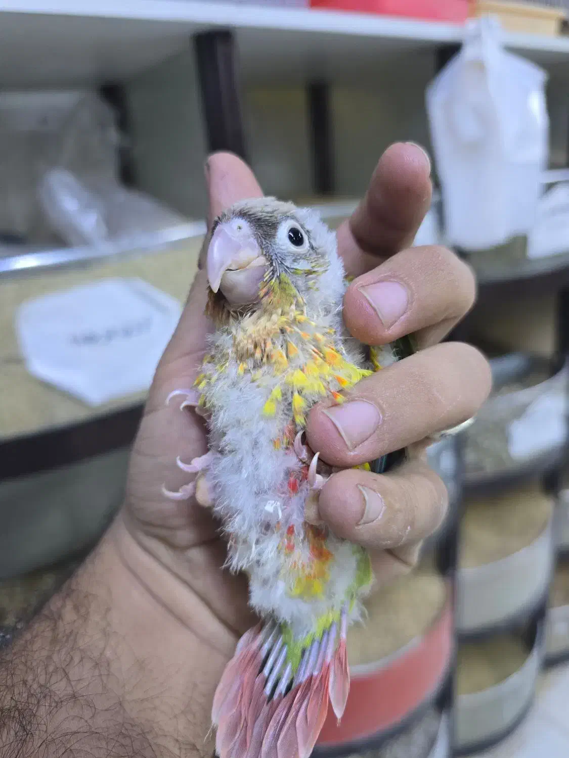 خرید و فروش گرینچیک|پرنده|نیشابور, فردوسی جنوبی|دیوار