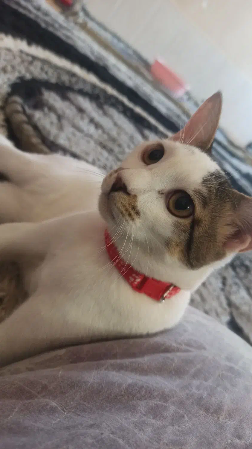 گربه گمشده|گربه|کاشمر, |دیوار