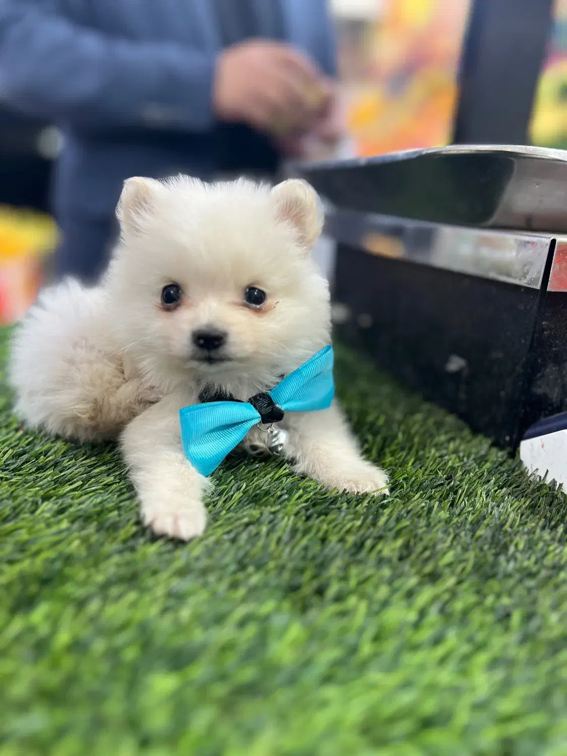 پامر خرسی عروسکی|سگ|سیرجان, |دیوار