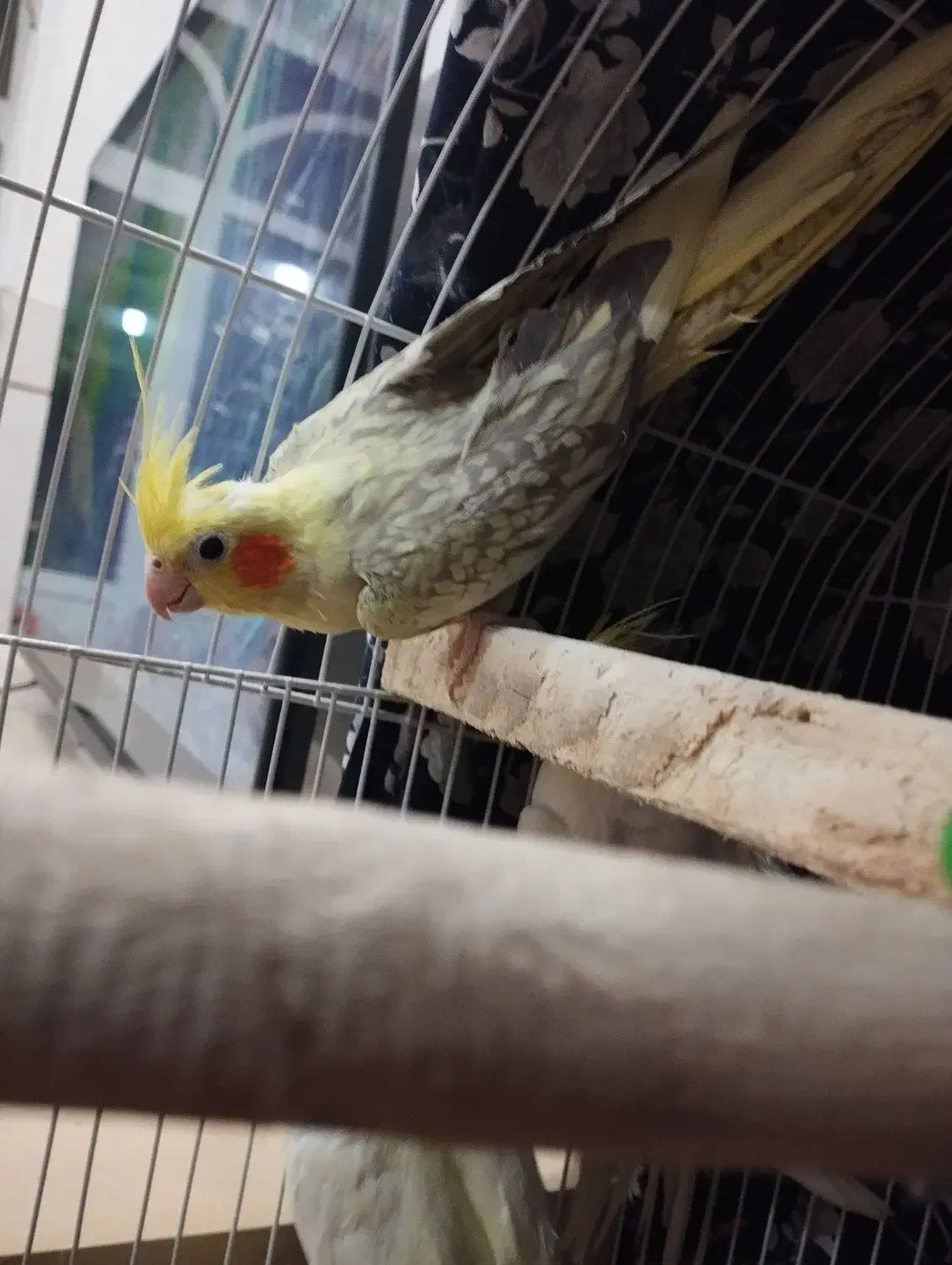 عروس هلندی|پرنده|خمینی‌شهر, |دیوار