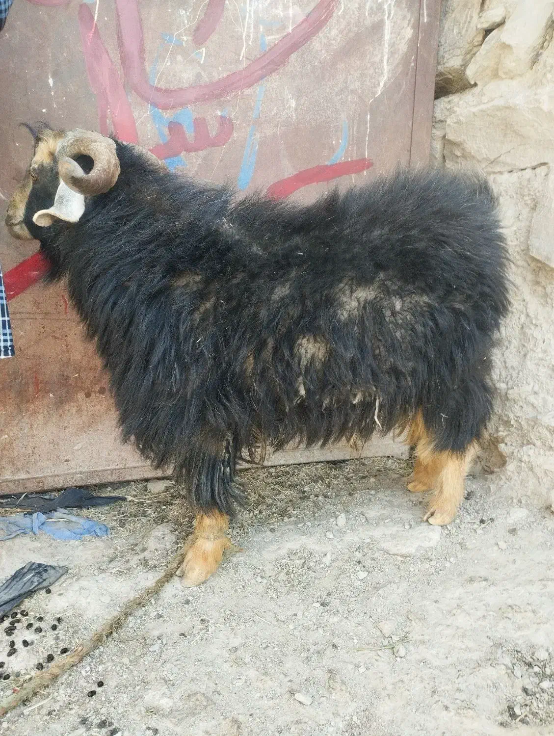 تکه|حیوانات مزرعه|درح, |دیوار