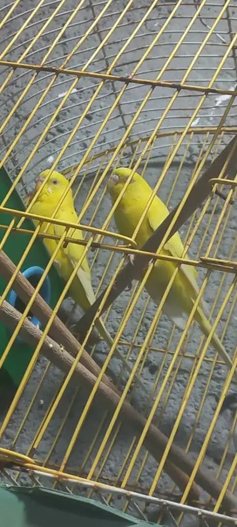 مرغ عشق|پرنده|شادگان, |دیوار