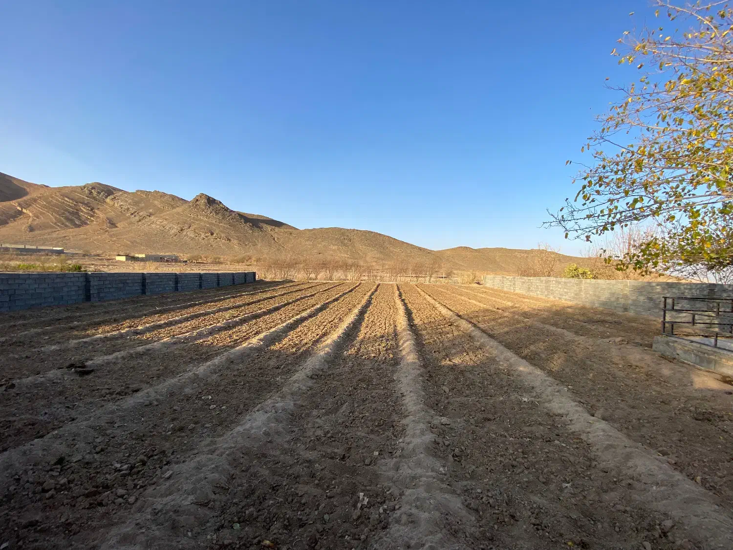 زمینه کشاورزی زیر کشت زعفران(قیمت توافقی)|فروش زمین و ملک کلنگی|نیاسر, |دیوار