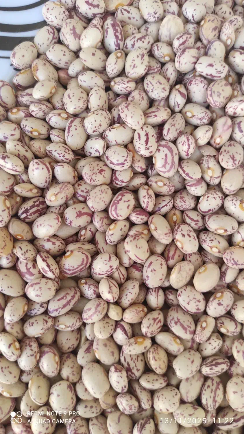 فروش لوبیاچیتی|خوردنی و آشامیدنی|صدرا-فارس, فاز ۱|دیوار