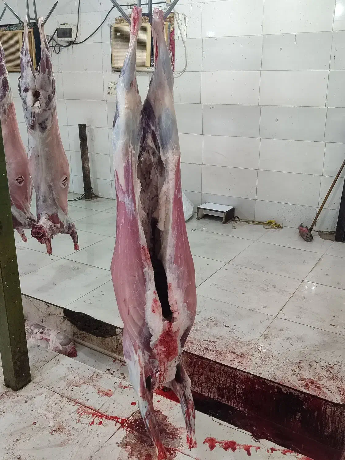 کهره و بره موجود|حیوانات مزرعه|قشم, |دیوار