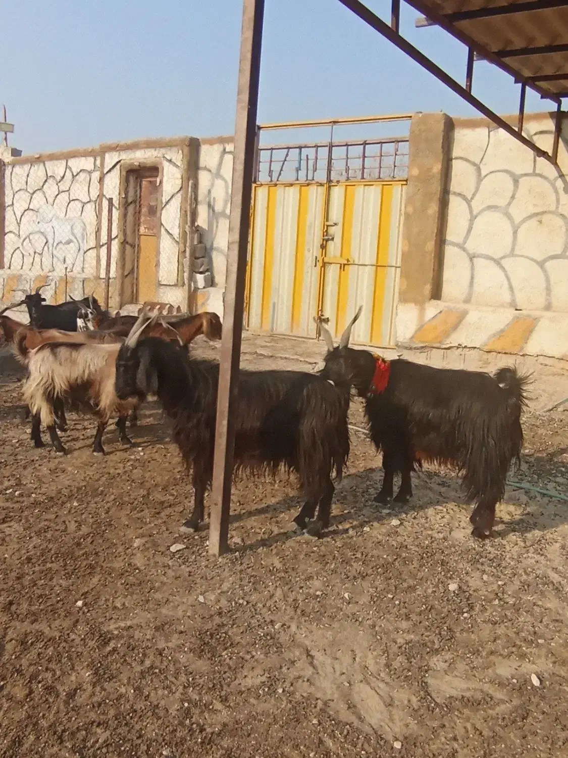 ۲۰راس بز ابستن و زاییده|حیوانات مزرعه|برازجان, |دیوار