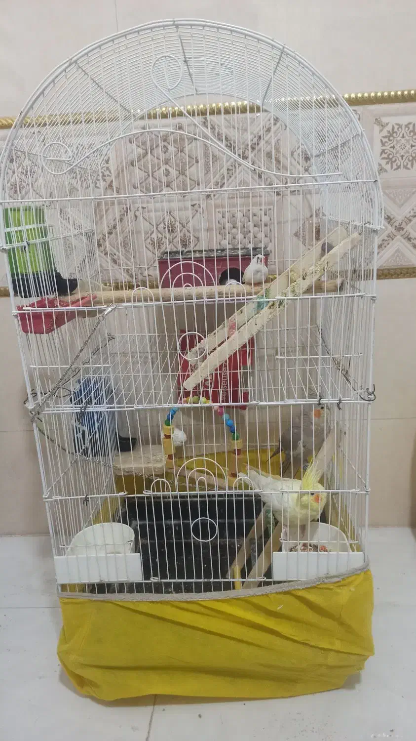 یک جفت عروس و یک جفت فنج باقفس|پرنده|ساوه, |دیوار