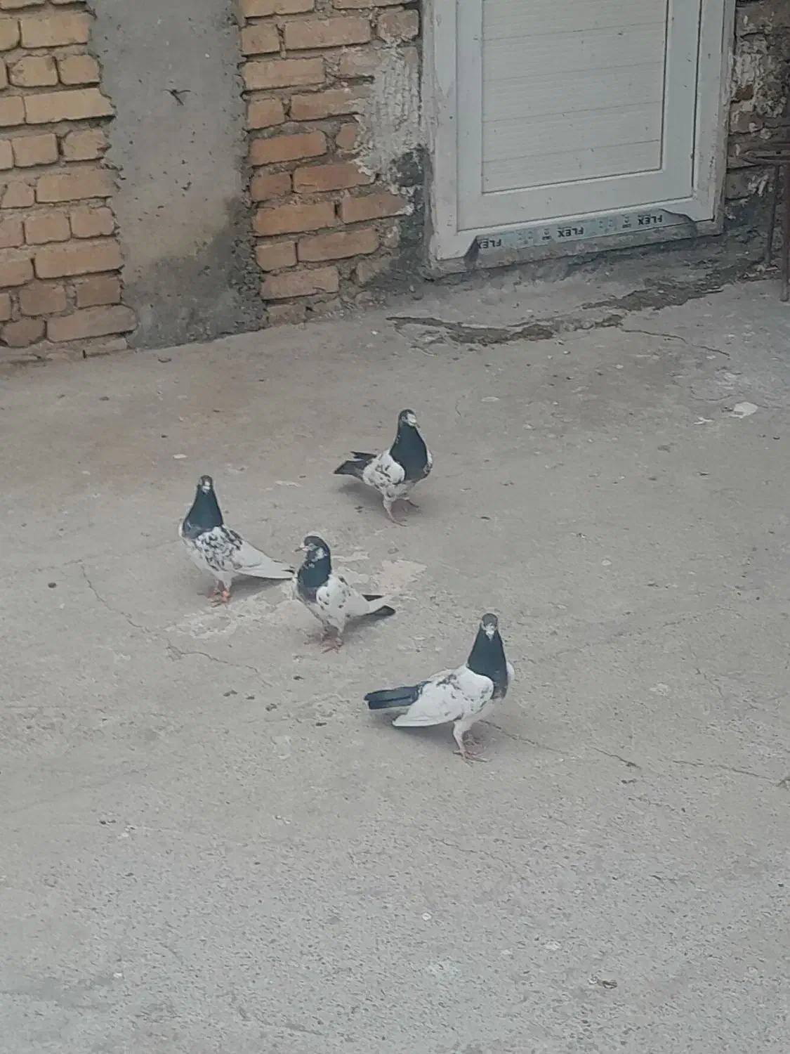 کبوتر|پرنده|گیان, |دیوار