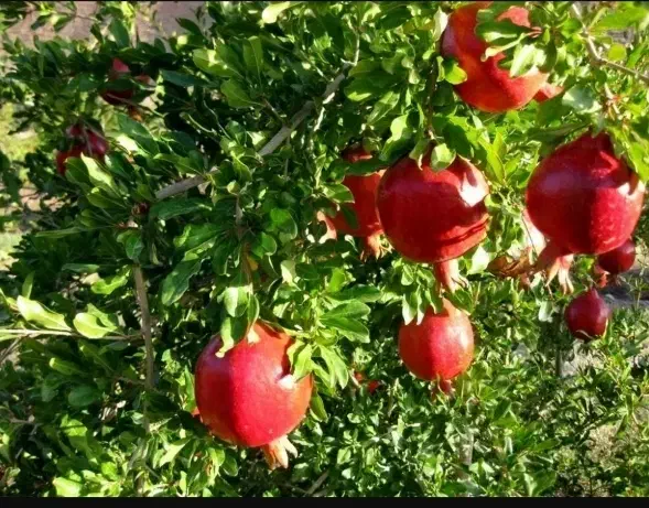 انار فروشی|خوردنی و آشامیدنی|کلاشی, |دیوار