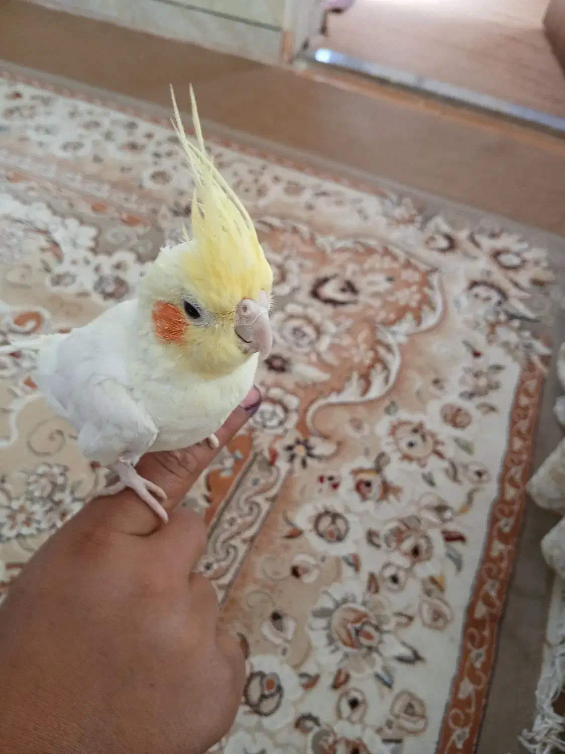 عروس هلندی نر|پرنده|لاران, |دیوار