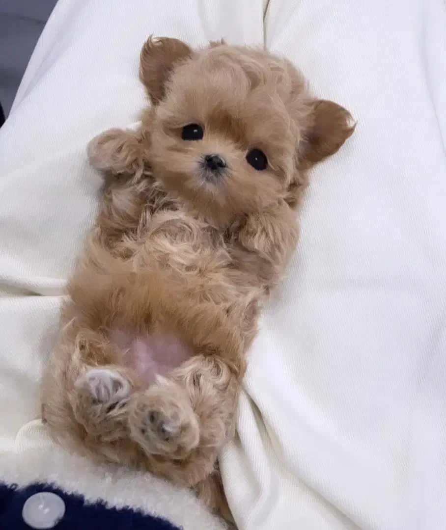 پودل سایز صفر|سگ|تهران, پونک|دیوار