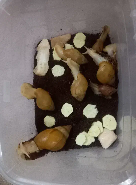 حلزون و خاویار حلزون|خزنده|تهران, جوانمردان (اندیشه)|دیوار