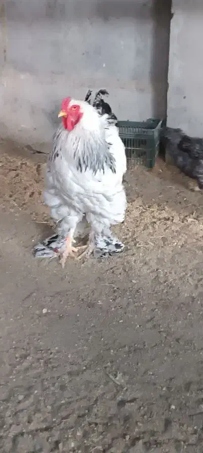 خروس برهما|حیوانات مزرعه|نقده, |دیوار