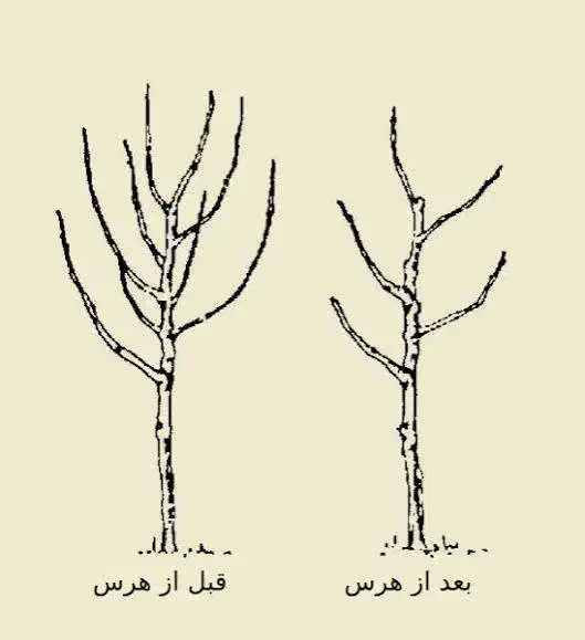 هرس حرفه ای انواع درختان میوه و سایه|خدمات باغبانی و درختکاری|مرودشت, پشت سایپا|دیوار