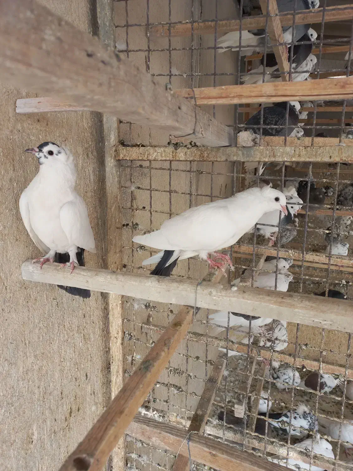 کبوتر دم ذغالی کاکلی|پرنده|تهران, افسریه شمالی|دیوار