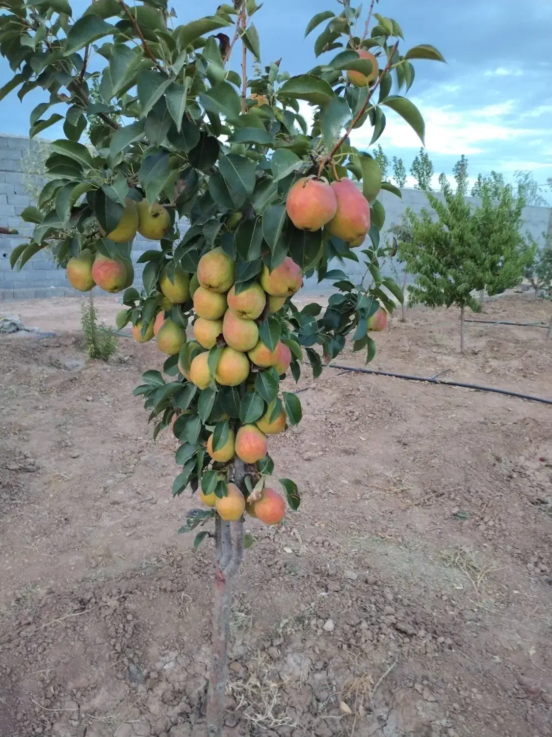هرس درختان میوه پذیرفته میشود صددرصد تضمینی|خدمات باغبانی و درختکاری|مشهد, درزآب|دیوار