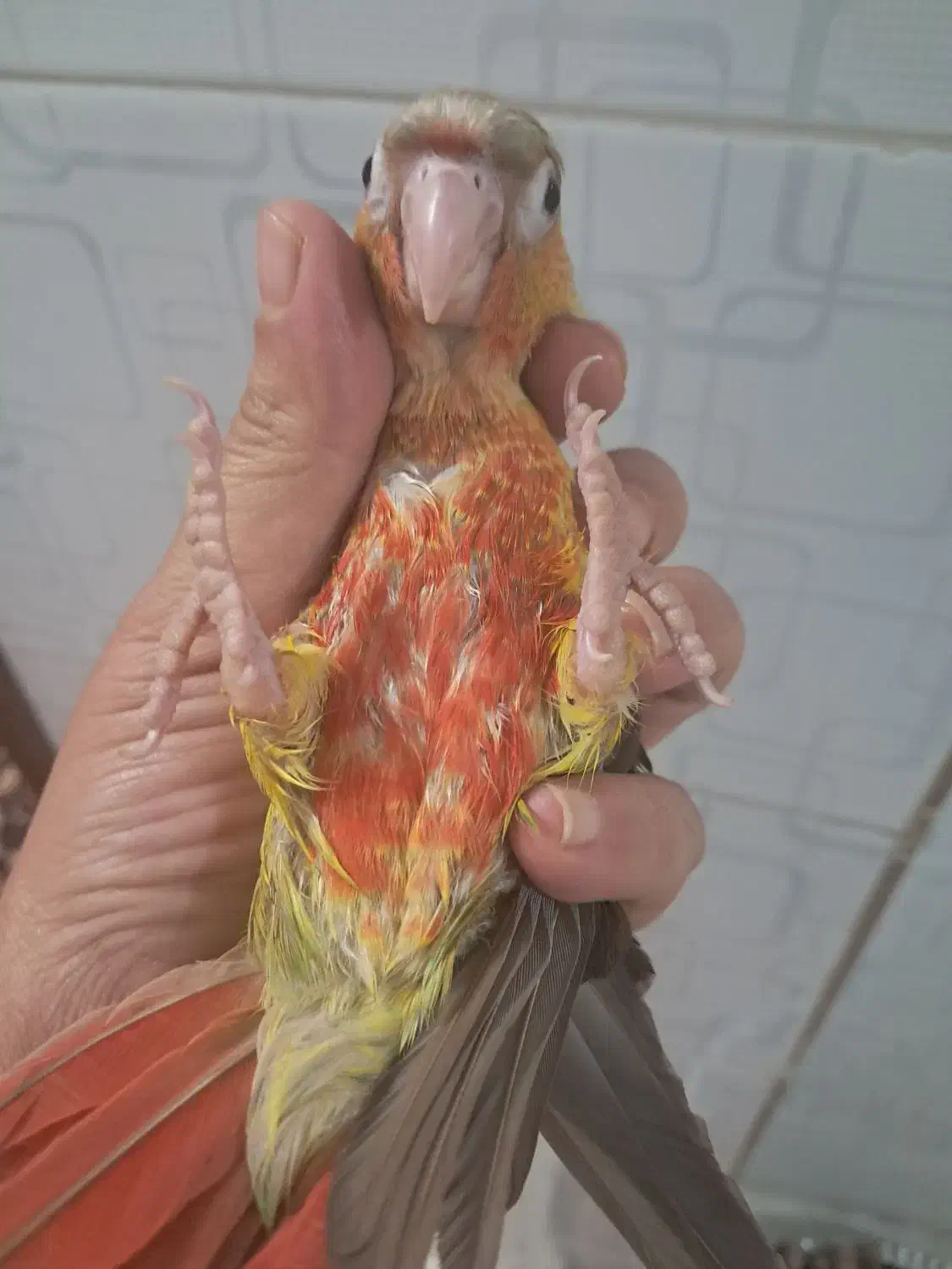 جوجه طوطی گرینچیک ۲ ماهه|پرنده|مبارکه, |دیوار