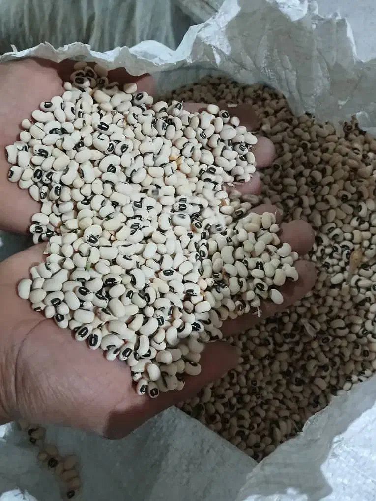 لوبیا چشم بلبلی|خوردنی و آشامیدنی|حمیدیه, |دیوار