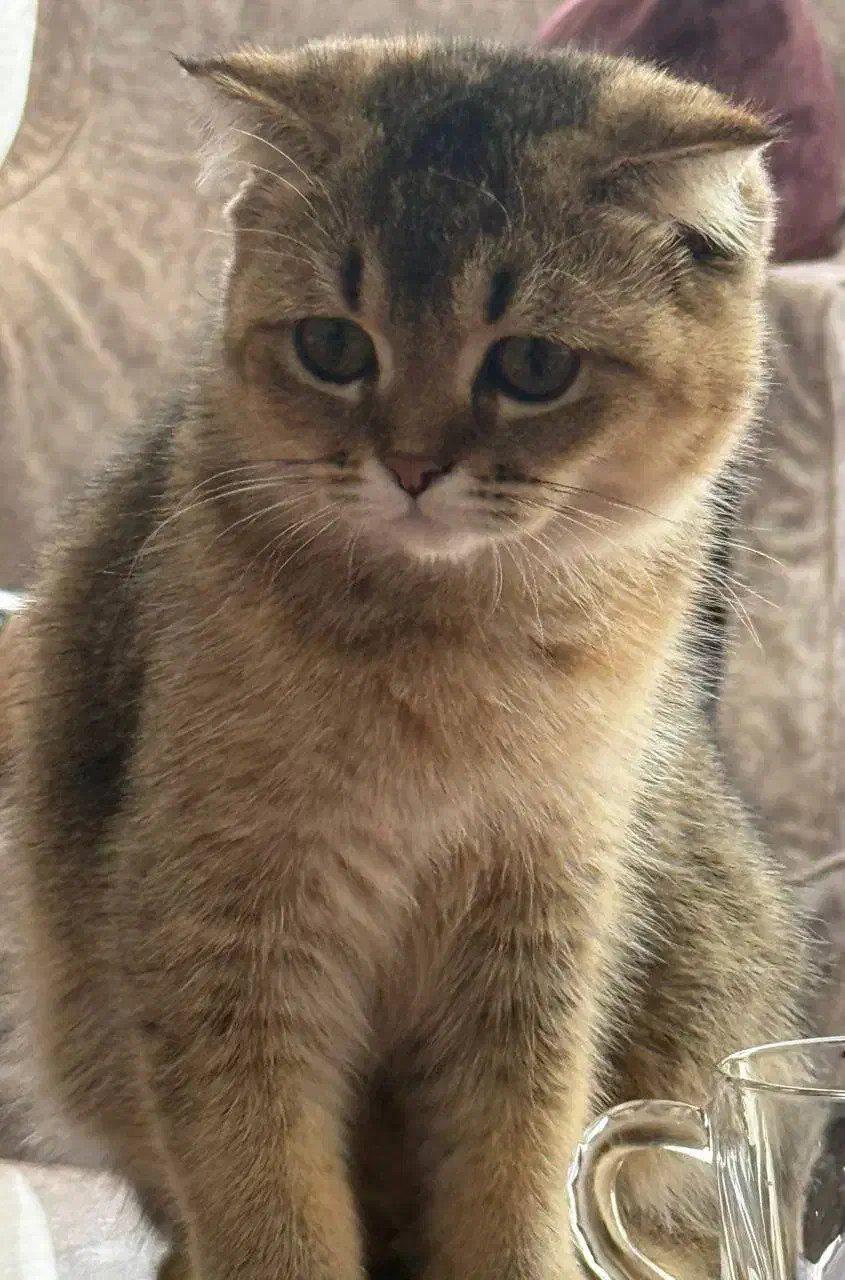 پت خوانگی گربه بیریتیش واسکاتیش|گربه|کرج, برغان|دیوار