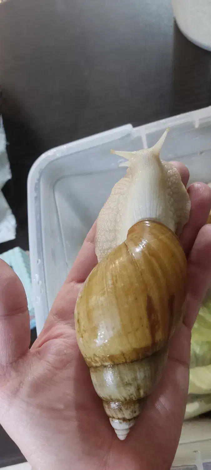 حلزون|خزنده|سبزوار, پیام|دیوار