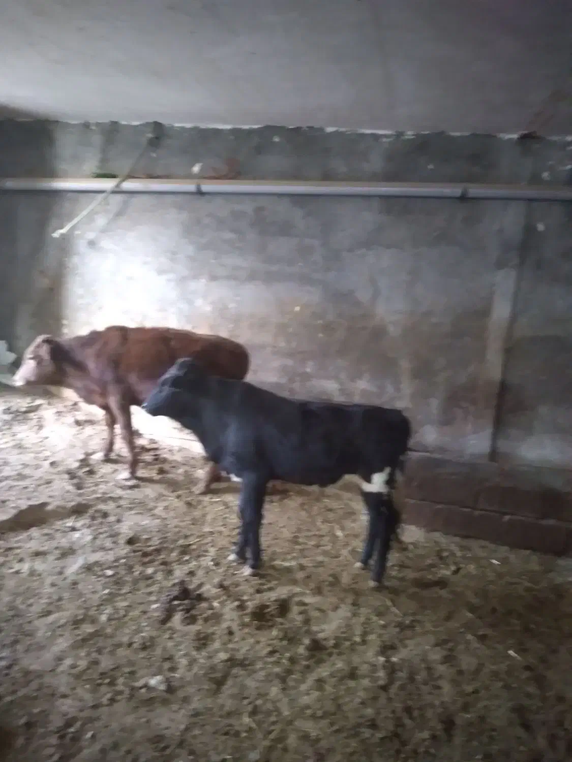 چهارعدد گوساله دوتا نر دوتا ماده|حیوانات مزرعه|کوهدشت, |دیوار