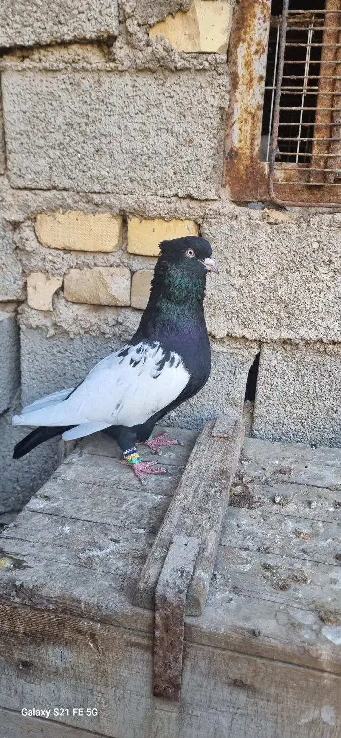 سینه سیاه|پرنده|کارون, |دیوار