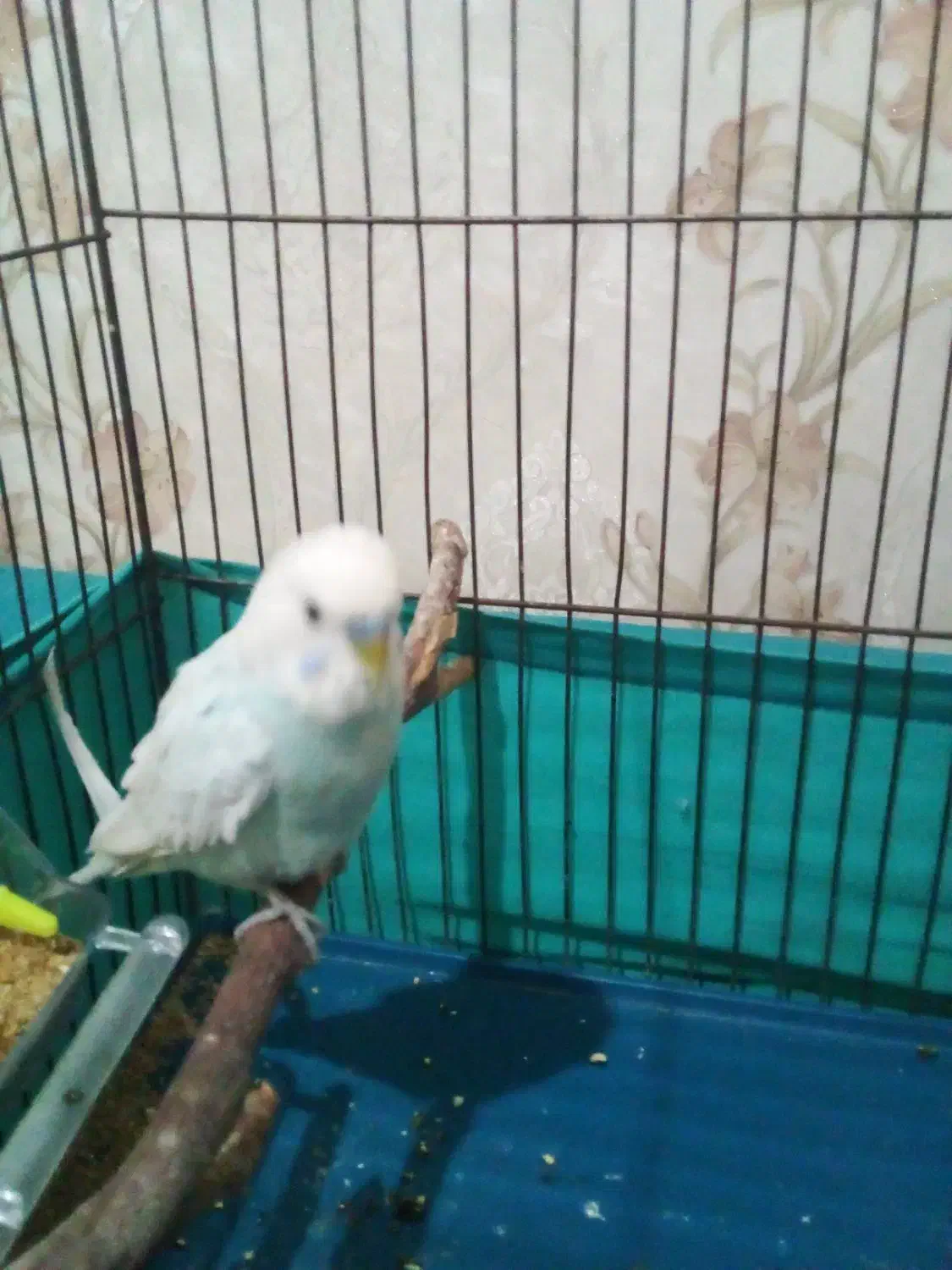 مرغ عشق نره ماده|پرنده|بهارستان, |دیوار