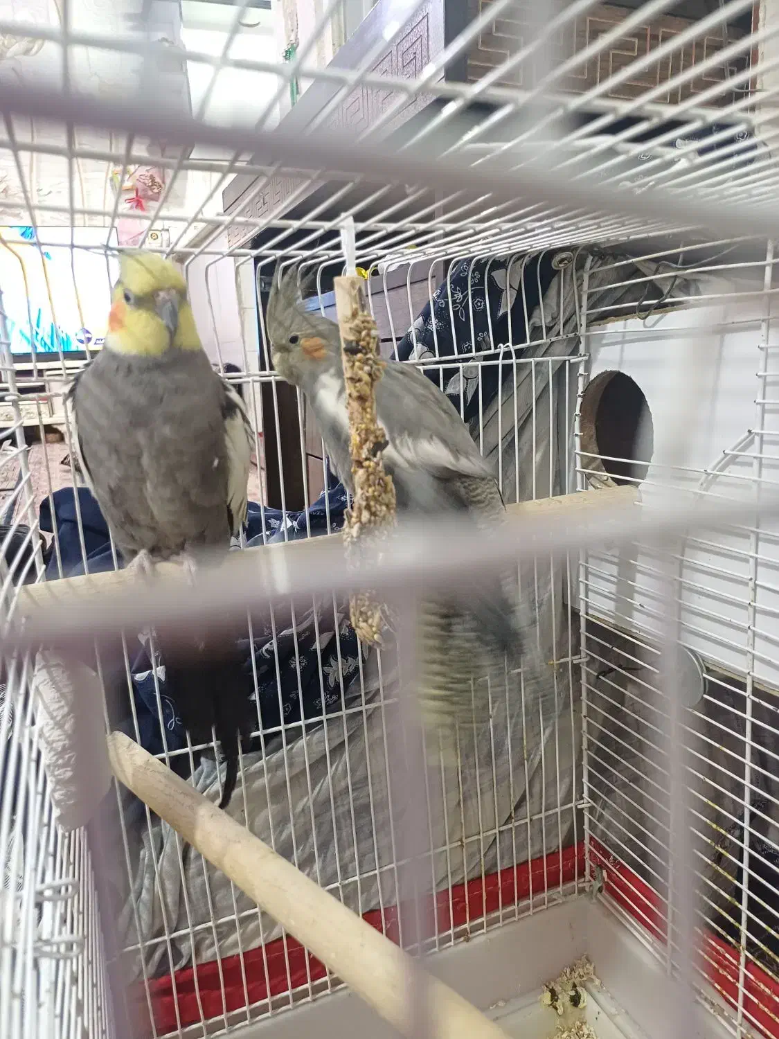 عروس هلندی جفت|پرنده|گلستان (تهران), |دیوار