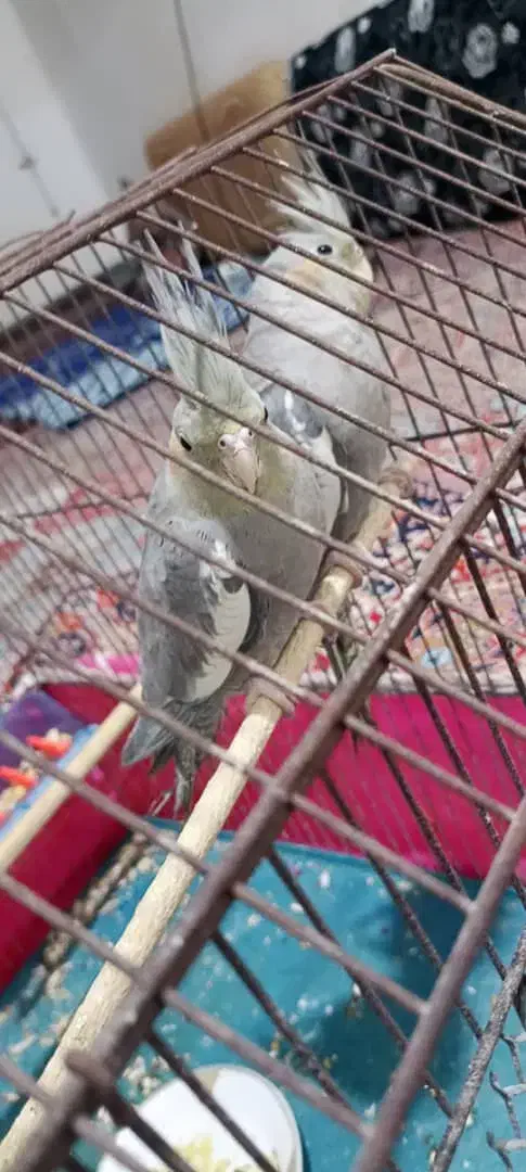 پرنده|پرنده|مسجد سلیمان, |دیوار