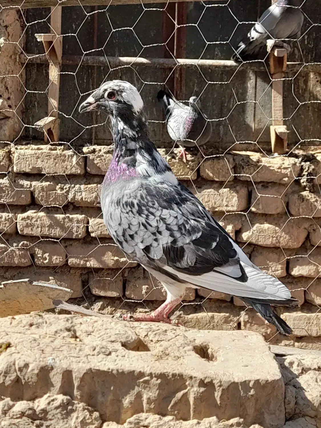 غوره ای|پرنده|شیبکوه (فارس), |دیوار
