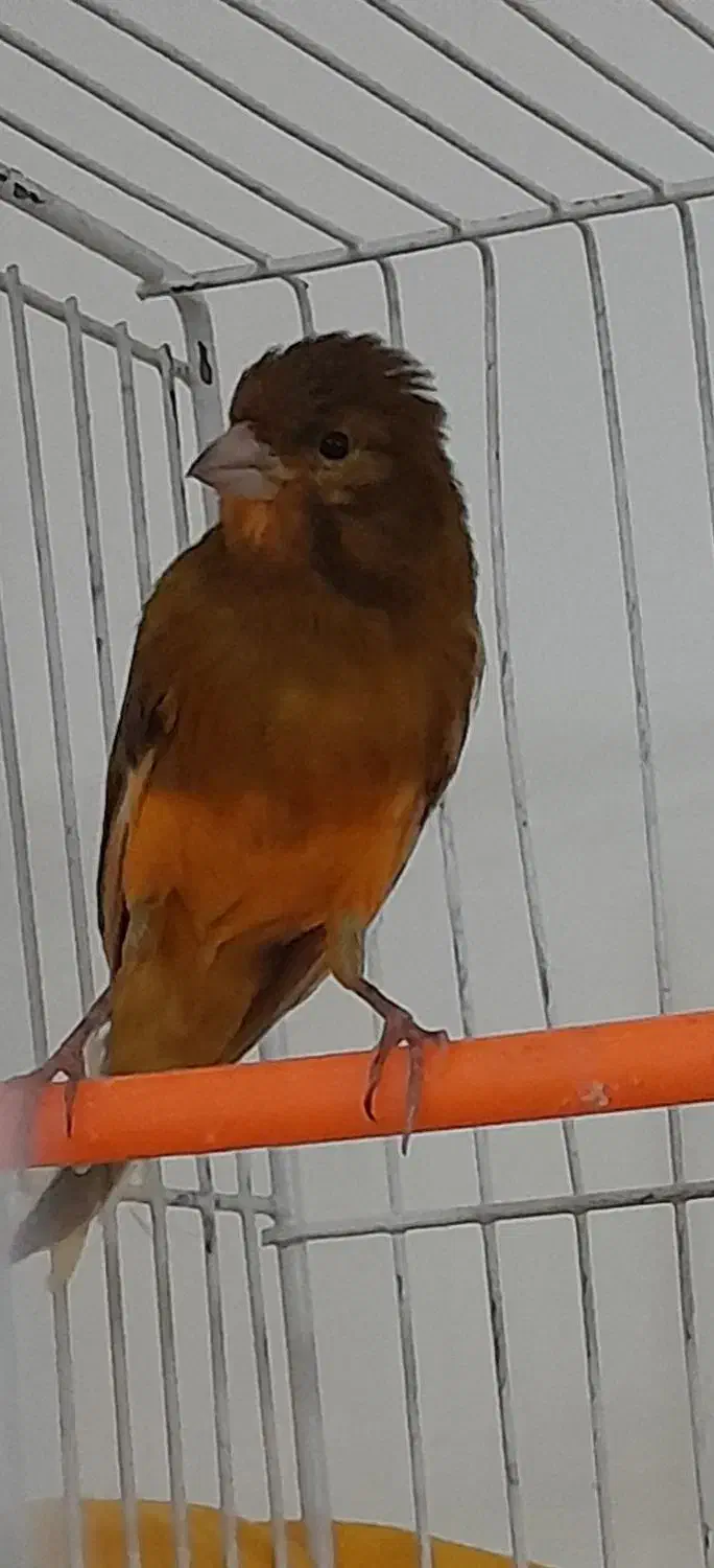 فروش قناری|پرنده|ابریشم, |دیوار