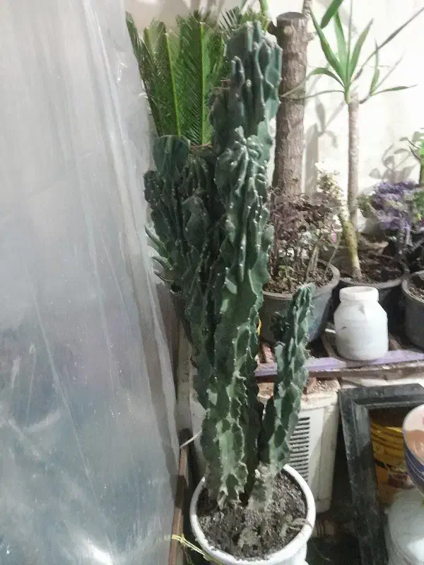 کاکتوس صخره ای ۱۸ساله باقدبالای یک متر|گل و گیاه طبیعی|خوی, |دیوار