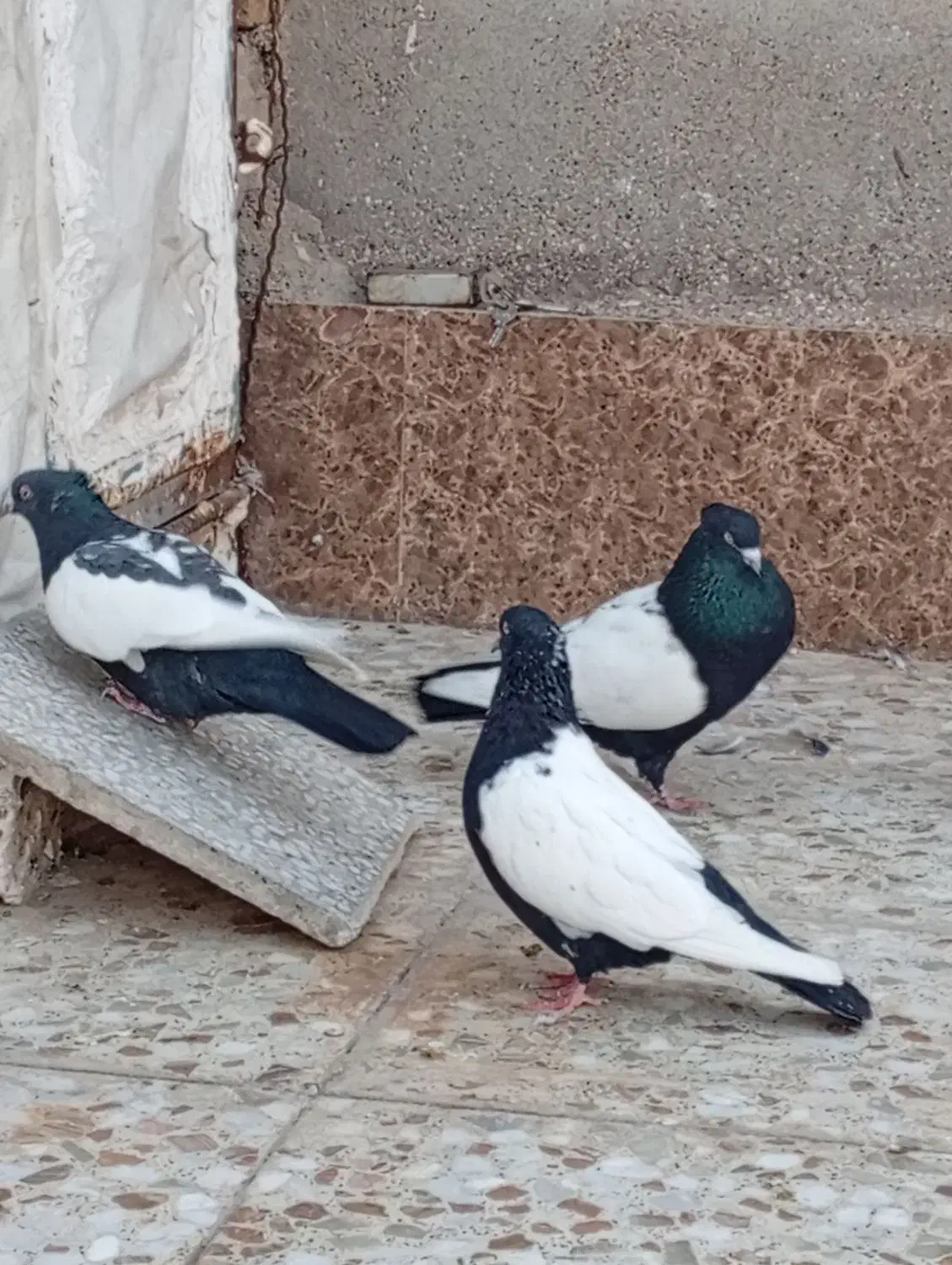 سینه سیاه|پرنده|اهواز, عین ۲|دیوار